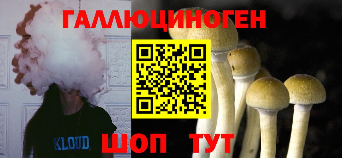 Галлюциногенные грибы Psilocybine cubensis Тосно